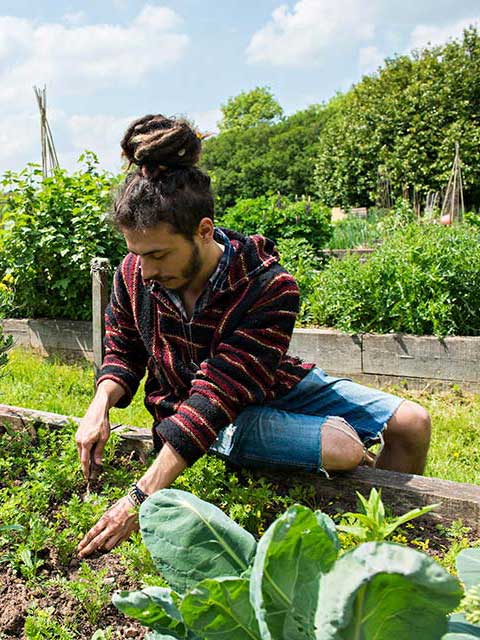 allotments